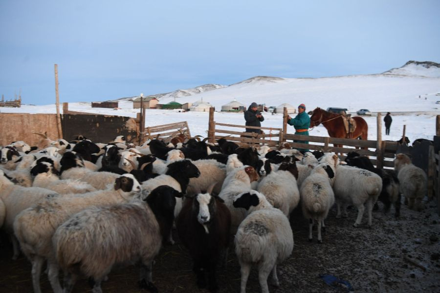 Мал, тэжээвэр амьтдын тооллого ням гарагт эхэлнэ